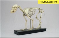 藏品(犬骨骼)的圖片